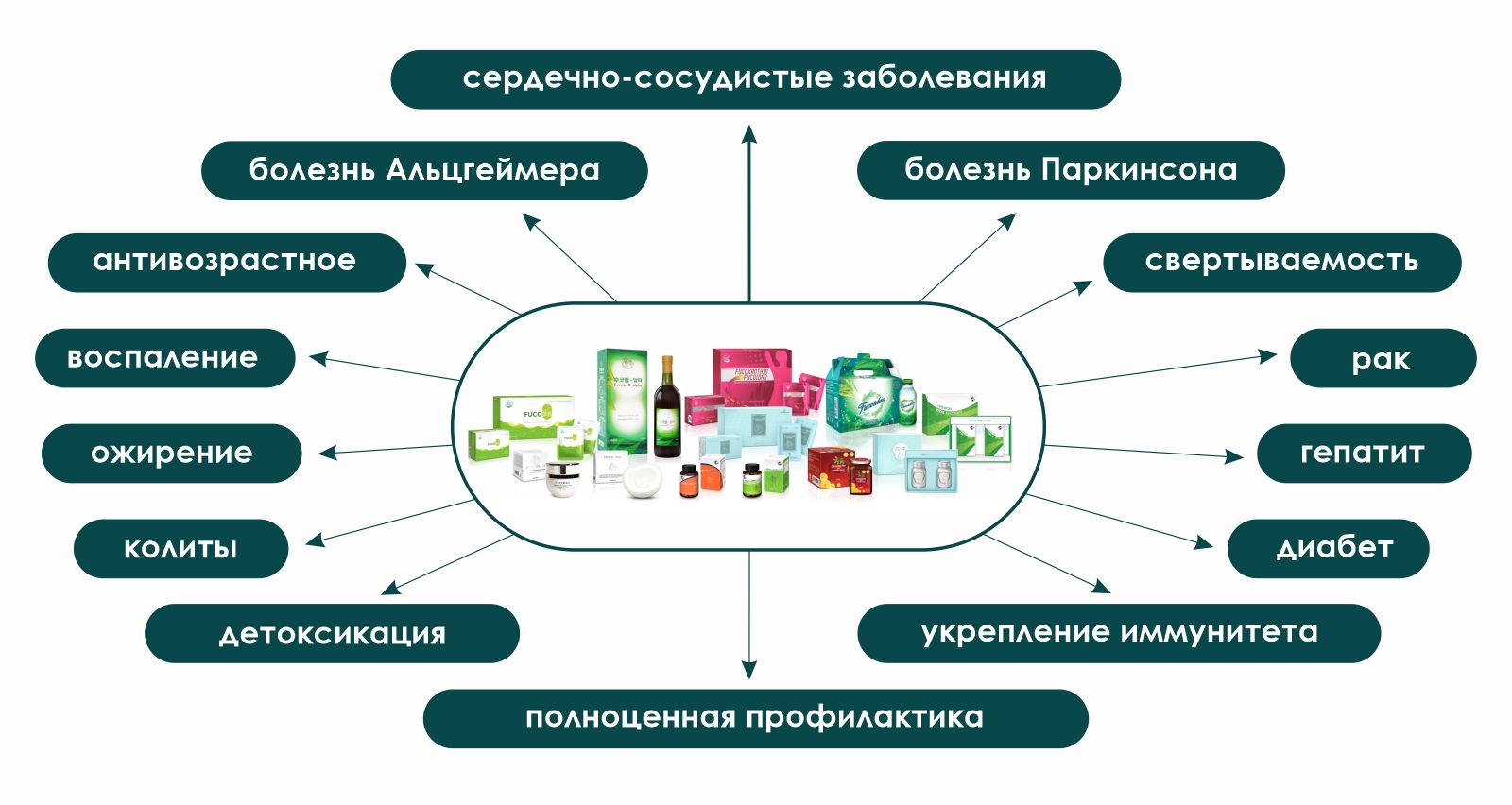 Фукоидан. Основные направления действия.
